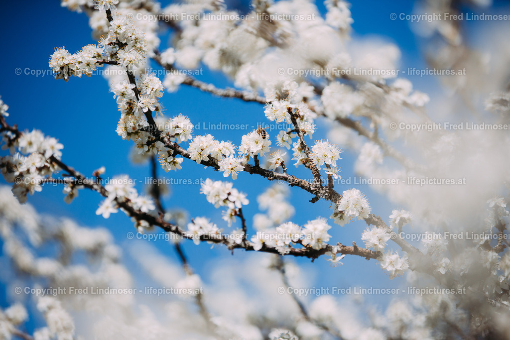 Schlehenblute Mariazell 22042020-29121 | Fotos und Fotoprodukte - Realisiert mit Pictrs.com