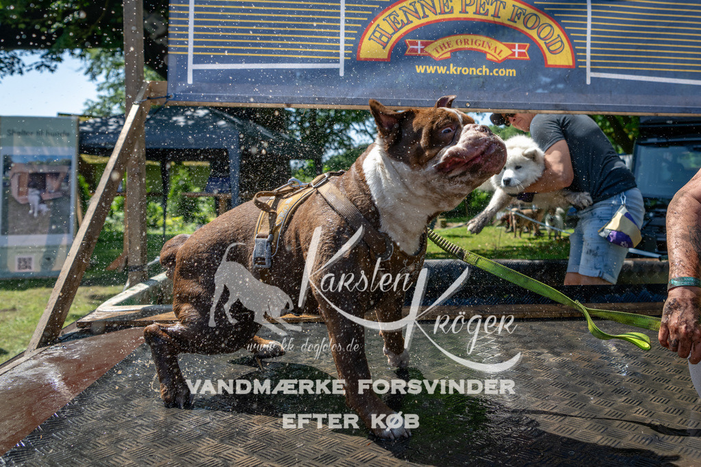 1246_ZZ92300 | kk-dogfotos