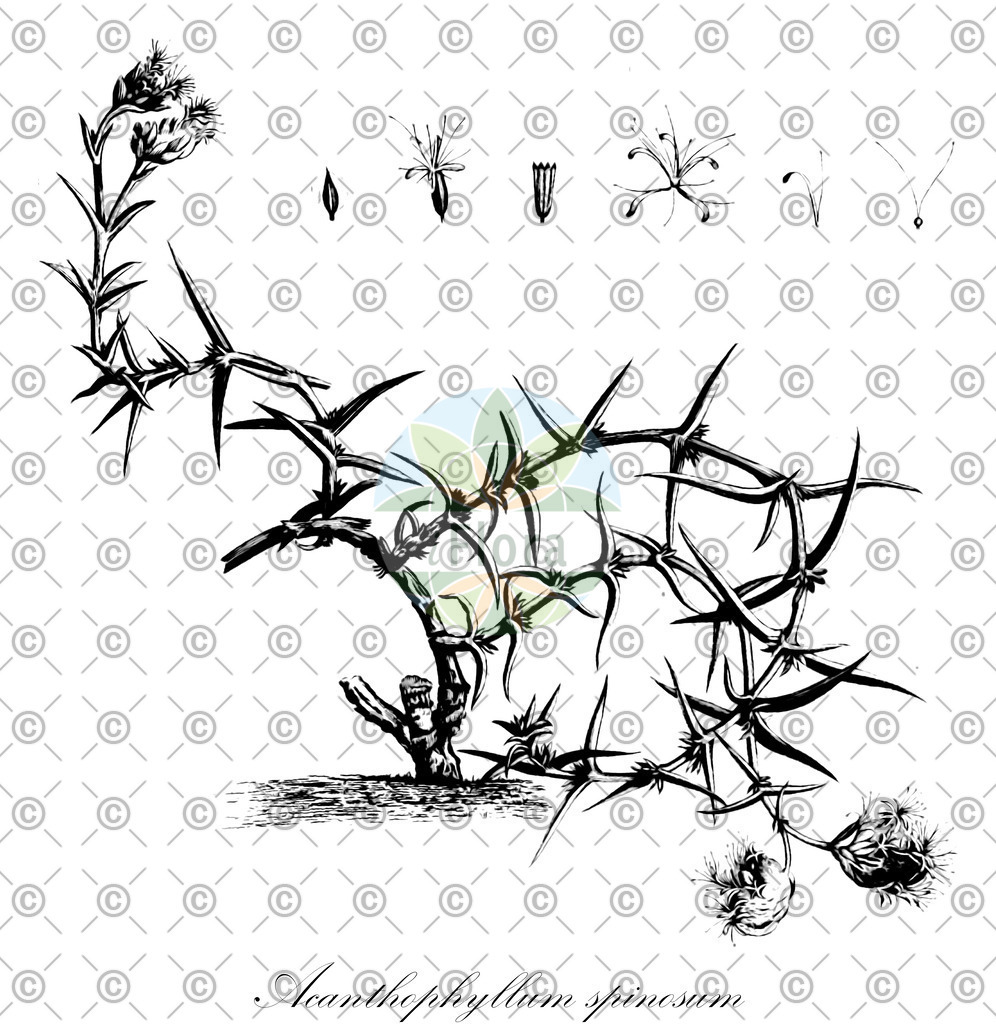 HistAbb_wfo-0000513720_1_ENZY_Simple | Historische Abbildung von Acanthophyllum spinosum - Caryophyllaceae | Historical Illustration of Acanthophyllum spinosum - Caryophyllaceae