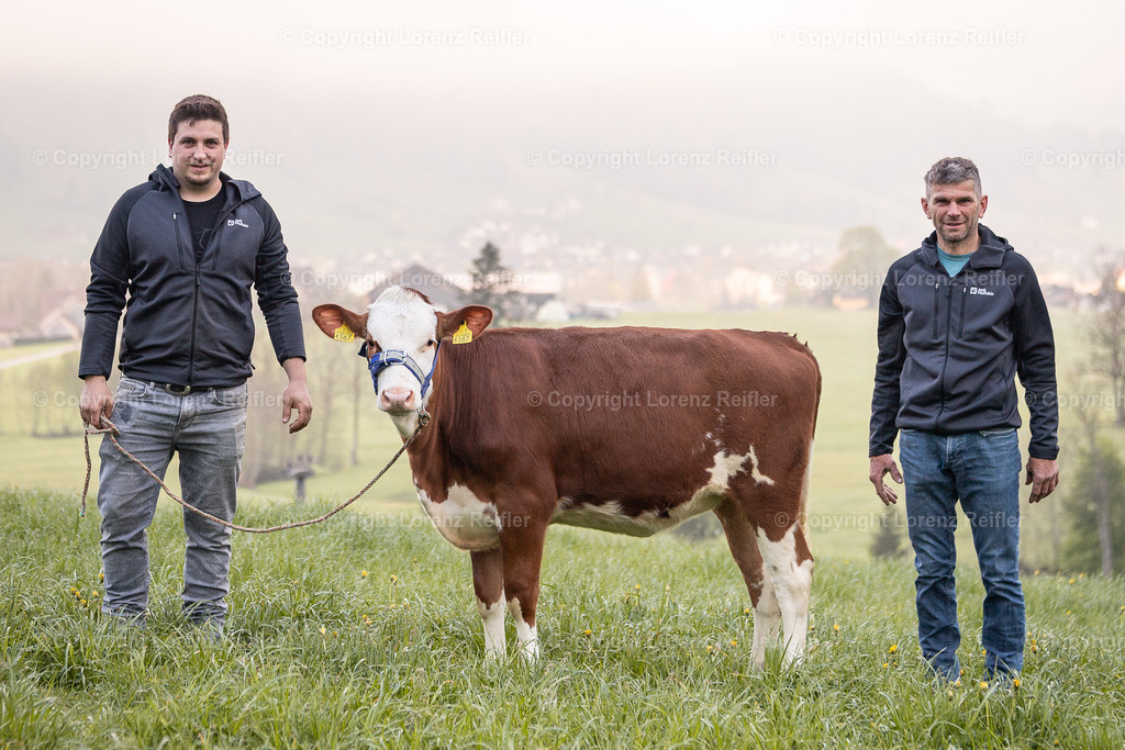 Schwingen -  Lebendpreise AppKant 2025 | Gais, 26.4.25, Schwingen - Lebendpreise AppKant.