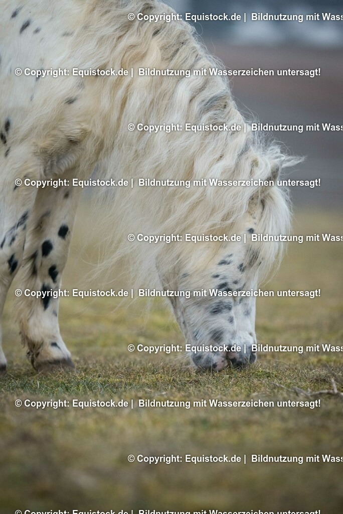 20150217_TOMsPiC_0042 | equistock