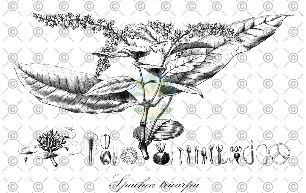HistAbb_wfo-0001065317_1_ENZY_Simple | Historische Abbildung von Spachea tricarpa - Malpighiaceae | Historical Illustration of Spachea tricarpa - Malpighiaceae