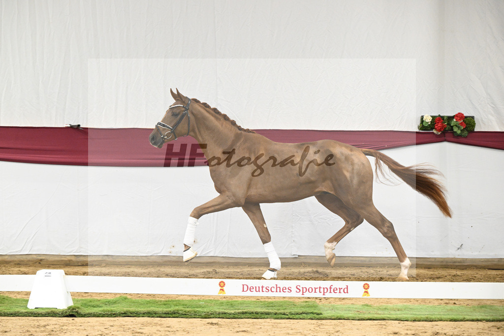 Kat-Nr. 25 Feliciano x Fuerst Romancier_Dr. Jutta Steidl_47250850 | hf-fotografie - Realizzato con Pictrs.com