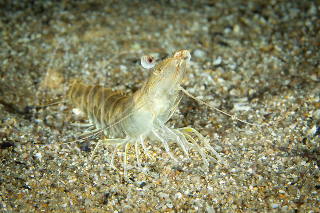Penaeus kerathurus | Furcchengarnele - Realisiert mit Pictrs.com