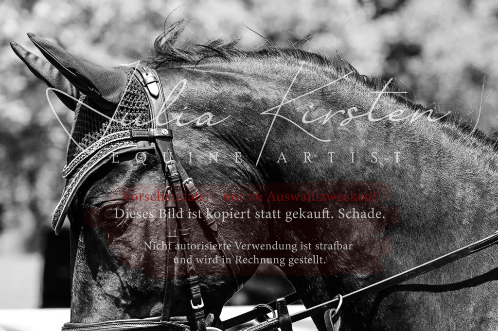 DSC_0274 | Pferde- und Turnierfotografie in Westsachsen. Pferdeportraits, Auftragszeichnungen und intuitive Kunst.