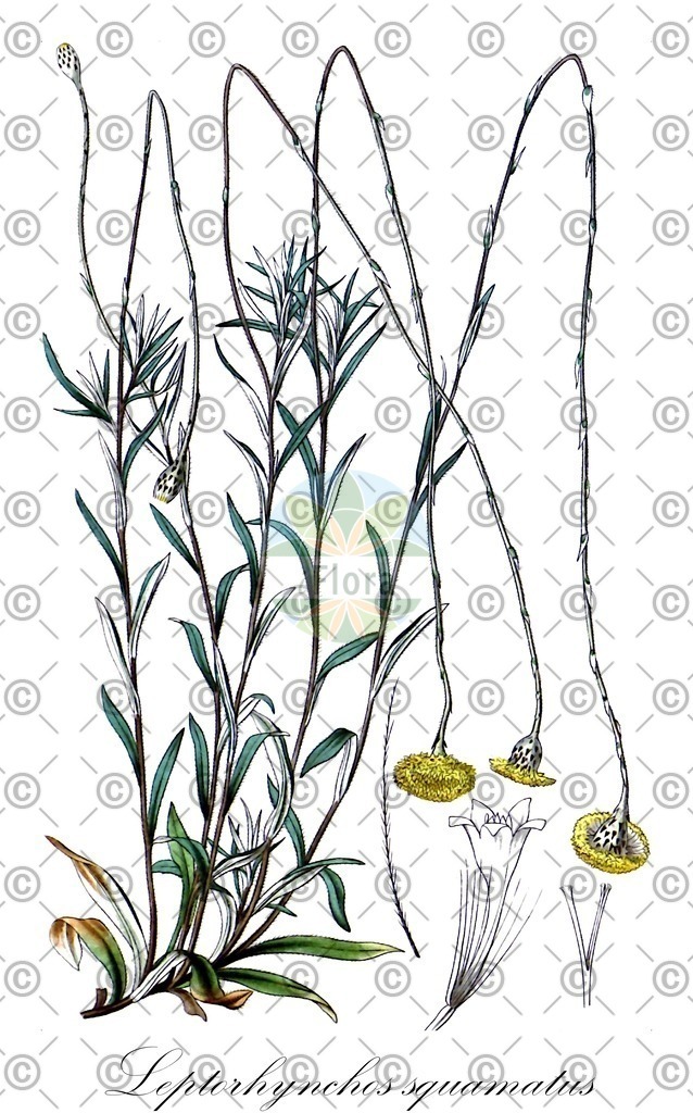 HistAbb_wfo-0001198017_1_ENZY_Simple | Historische Abbildung von Leptorhynchos squamatus - Asteraceae | Historical Illustration of Leptorhynchos squamatus - Asteraceae