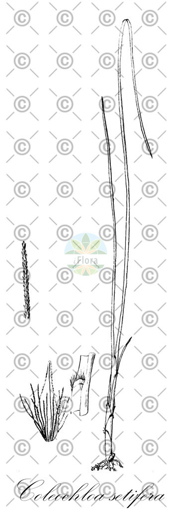 HistAbb_wfo-0000357716_2_ENZY_Simple | Historische Abbildung von Coleochloa setifera - Cyperaceae | Historical Illustration of Coleochloa setifera - Cyperaceae