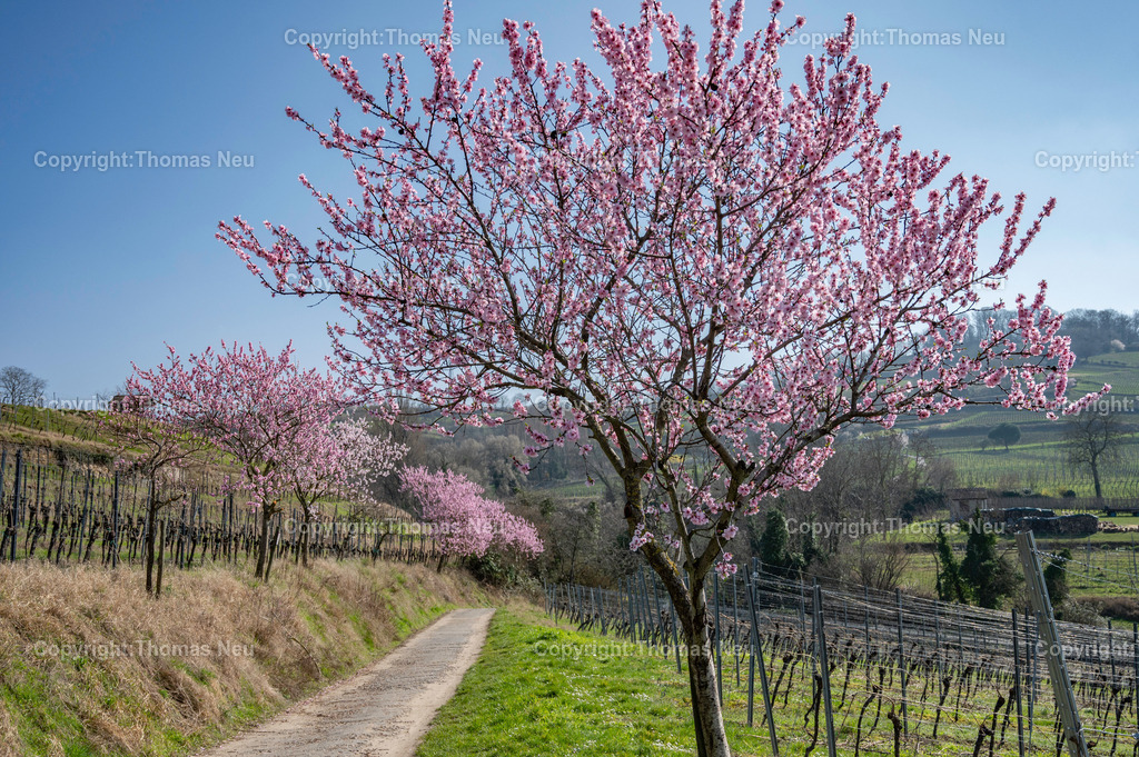 mandelbluete-bergstrasse-weinberge-bensheim-heppenheim-fruehling-Fotografie-Thomas-Neu-24 | Die Mandelblüte an der Hessischen Bergstraße gehört zu den schönsten Frühlingsmomenten der Region. Ein blühender Mandelbaum steht oberhalb der Weinberge zwischen Bensheim und Heppenheim und bietet einen weiten Blick über die Rebenlandschaft.  Die Kombination aus blühenden Mandelbäumen, Weinbergen und der sanften Landschaft der Bergstraße macht diese Szene zu einem typischen Motiv des Frühlings in Südhessen.,Bild: Thomas Neu