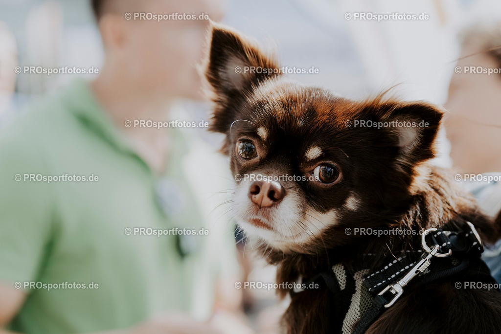 240825_Treppenlauf-493 | Professionelle Fotos Ihrer Laufsportveranstaltung.