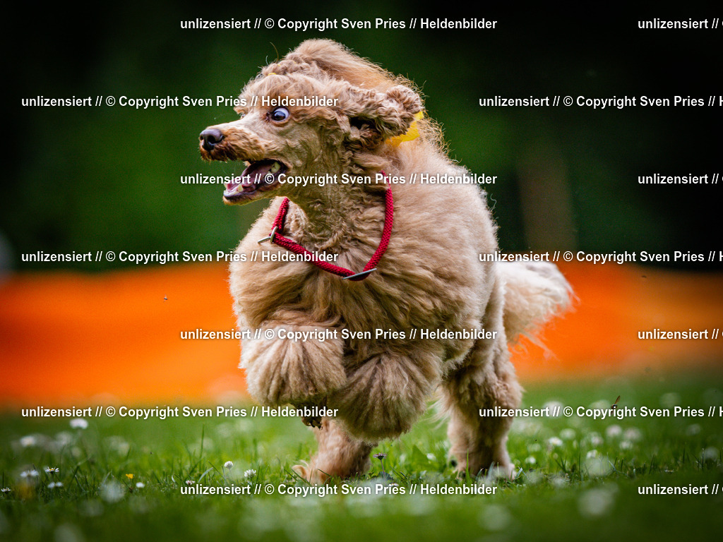 Sven Pries | 2025-05-29 - Pudelrennen KA-Durlach - Realisiert mit Pictrs.com