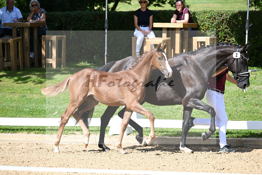 Kat-Nr. 2 SF DSP Va Bene x Samarant_Reisinger_27230083 | hf-fotografie - Realisiert mit Pictrs.com