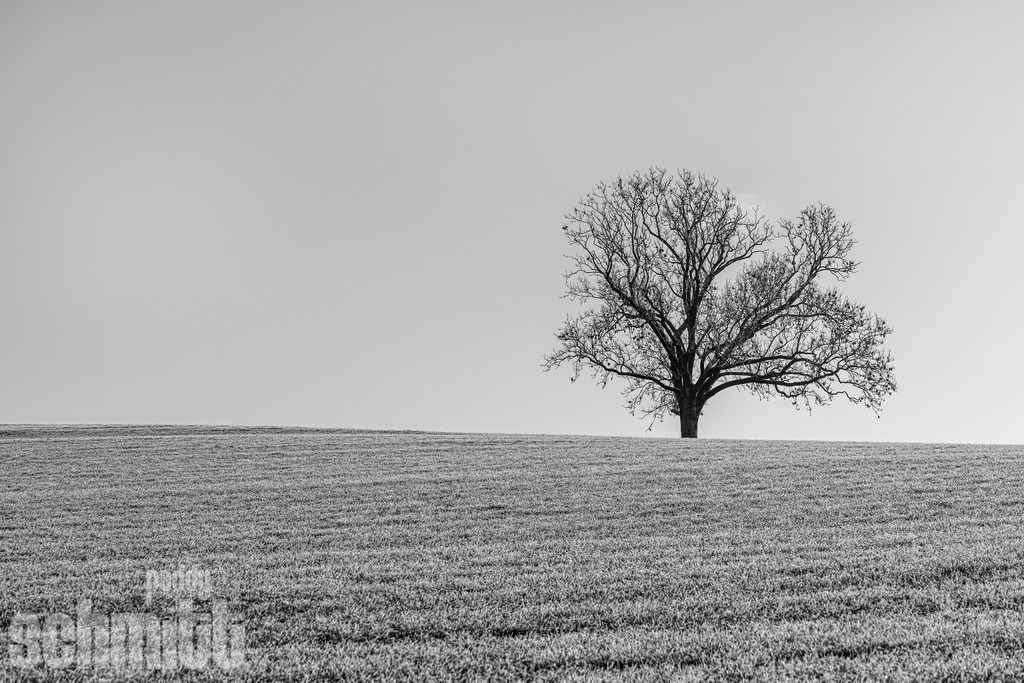 PS-Natur-2026-93 | Entdecke die größte Bildgalerie der Region mit Fotografien aus dem Allgäu, der Bodenseeregion, Oberschwaben, dem Donautal und der Schwäbischen Alb. Landschaften, Luftaufnahmen und Reisefotografie als Wandbild und Fotokunst. - Realisiert mit Pictrs.com