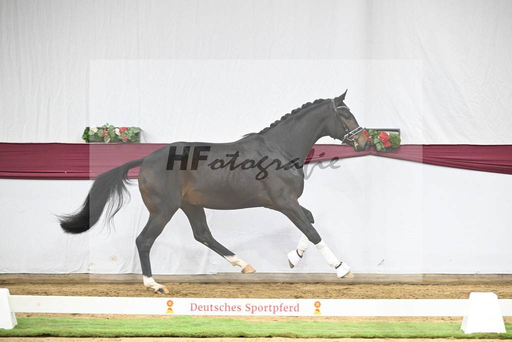 Kat-Nr. 127 Fair Deal x Sir Donnerhall I_Dr. Sarah Brendl_47254229 | hf-fotografie - Realisiert mit Pictrs.com