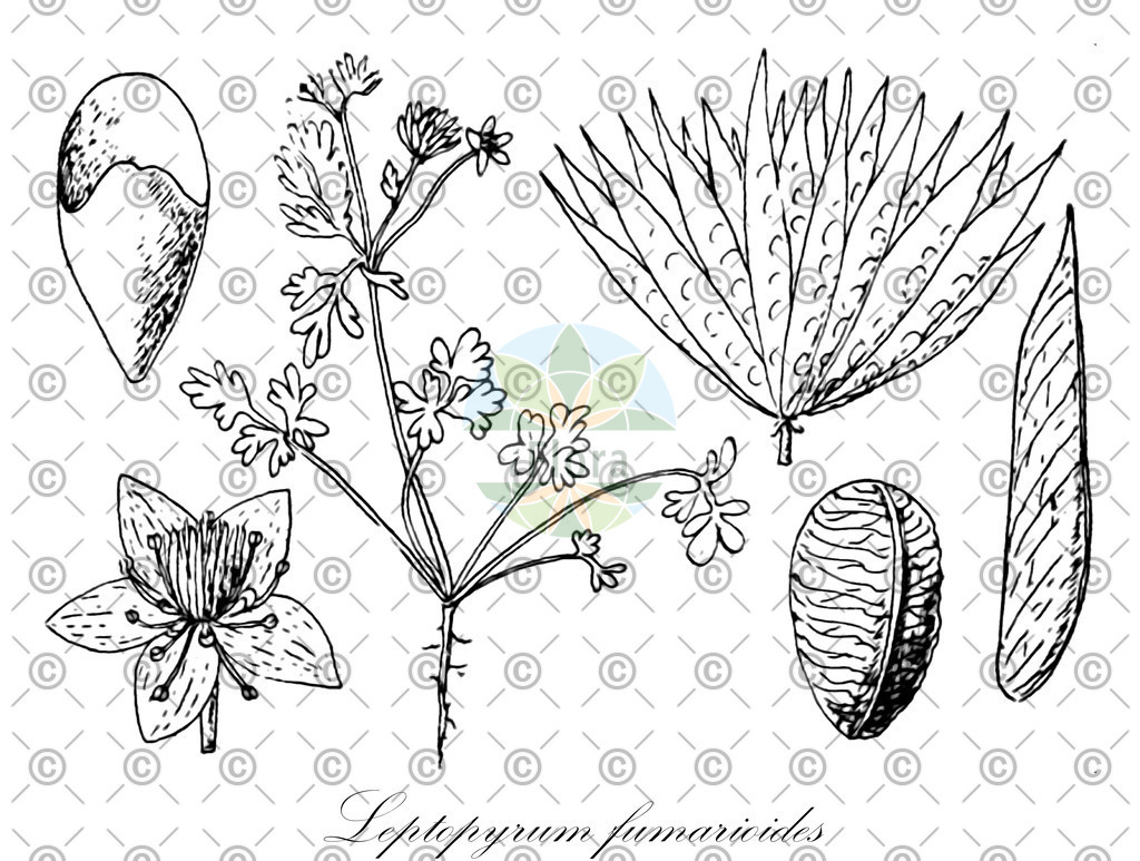 HistAbb_wfo-0000036576_1_ENZY_Simple | Historische Abbildung von Leptopyrum fumarioides - Ranunculaceae | Historical Illustration of Leptopyrum fumarioides - Ranunculaceae