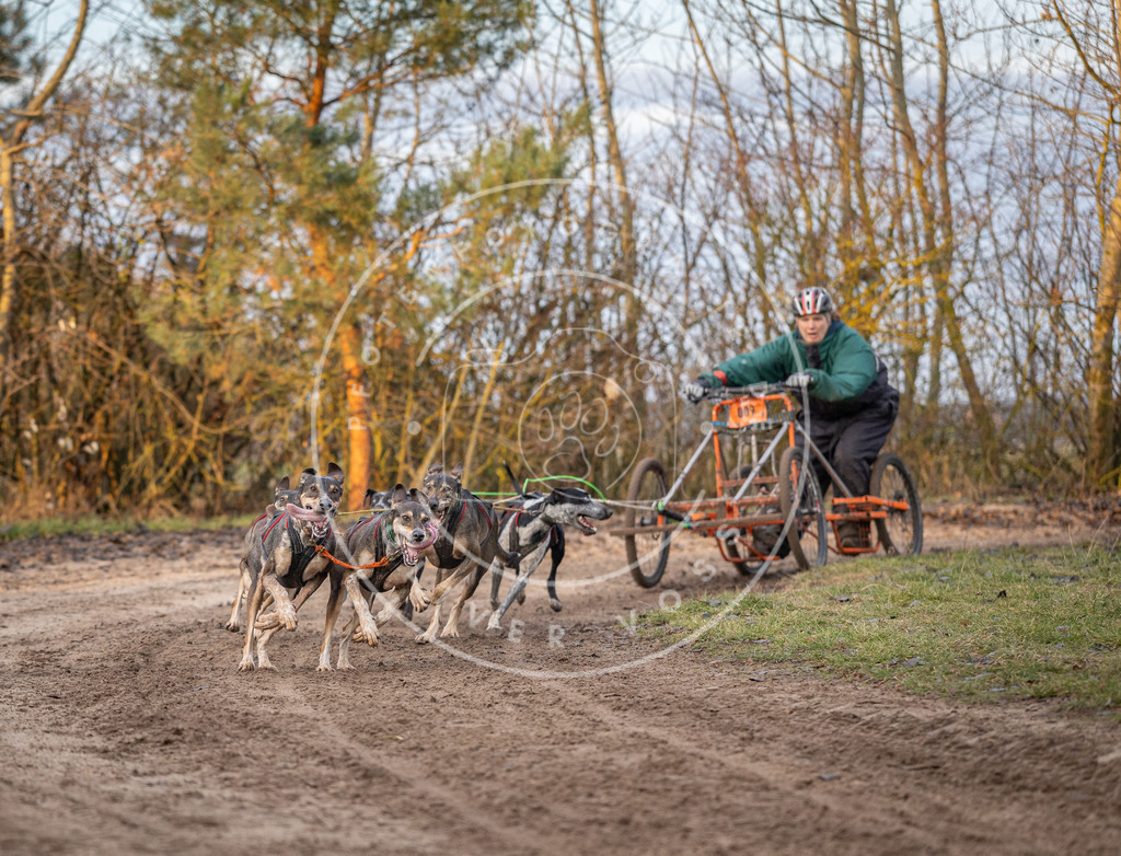 Pfotenfotografie_DV3A5935 | Hundefotografie, Tierfotograf, Pfotenfotografie, Fotoshooting Hund, Hunde Portrait, Hundesport, Hundeportraits, Heideshooting, Hunde, Sportfotograf, Hundefotograf, Turnierhundsport, THS,  - Realisiert mit Pictrs.com
