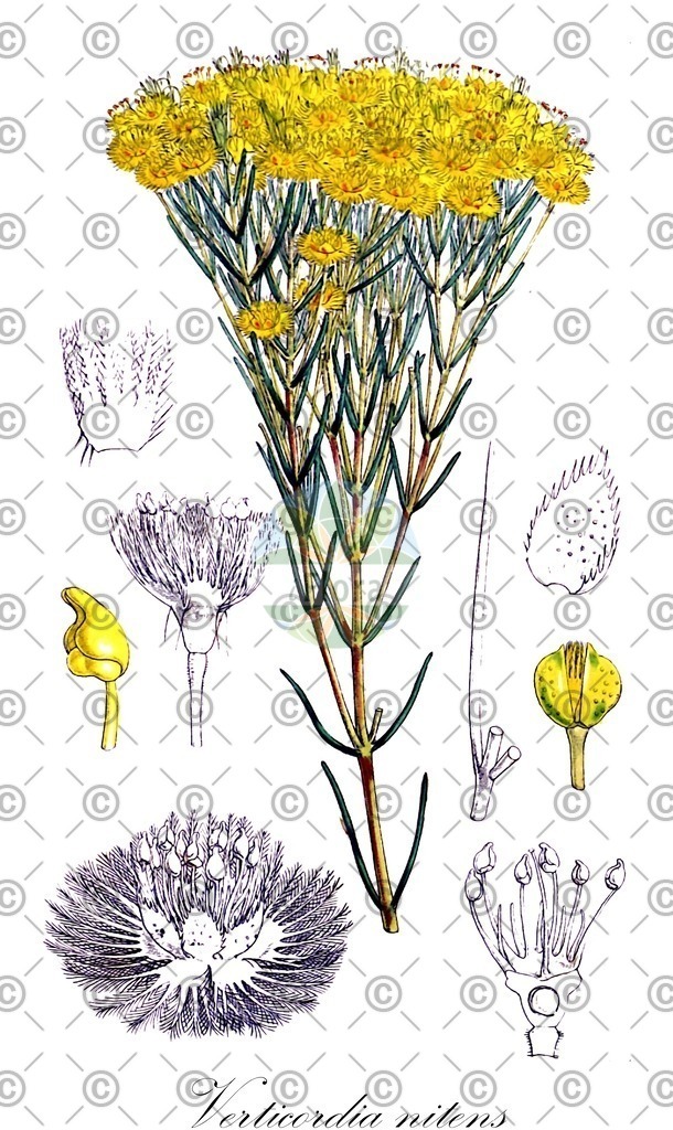 HistAbb_wfo-0001248367_1_ENZY_Simple | Historische Abbildung von Verticordia nitens - Myrtaceae | Historical Illustration of Verticordia nitens - Myrtaceae