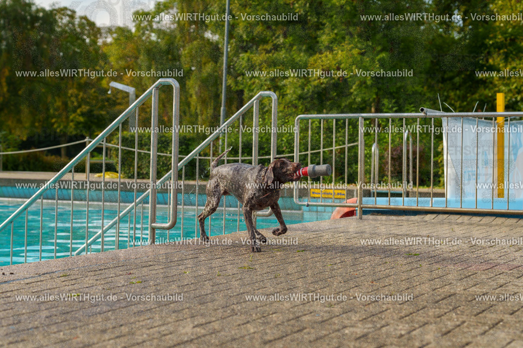 Hundeschwimmen_Grefrath_2026-allesWIRTHgut_Tierfotografie-09_22-7R502234 | Professionelle Tierfotografie in Mönchengladbach von Daniel Wirth (allesWIRTHgut). Liebevolle & natürliche Bilder von Hunden & Katzen für unvergessliche Erinnerungen.
