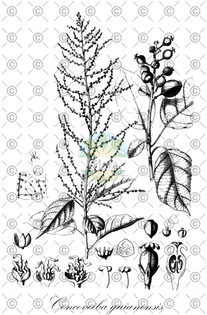 HistAbb_wfo-0000617731_1_ENZY_Simple | Historische Abbildung von Conceveiba guianensis - Euphorbiaceae | Historical Illustration of Conceveiba guianensis - Euphorbiaceae
