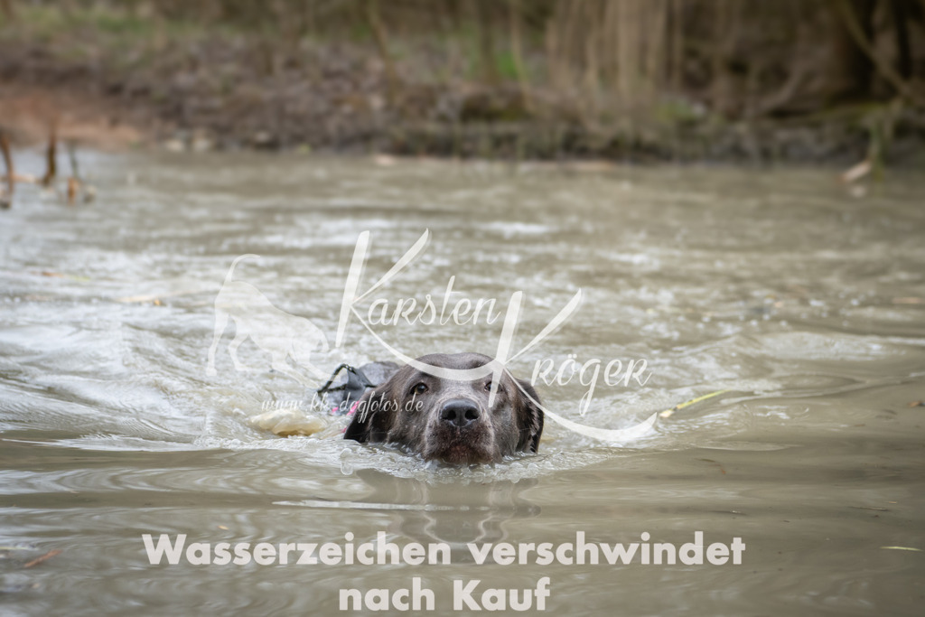 1457_ZZ91383 | kk-dogfotos