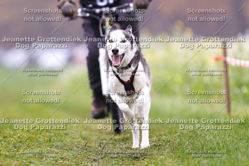 Dog Paparazzi - Visbeck 25 -232 | Dog Paparazzi Jeanette Grottendiek Fotografie & Videografie - Realisiert mit Pictrs.com