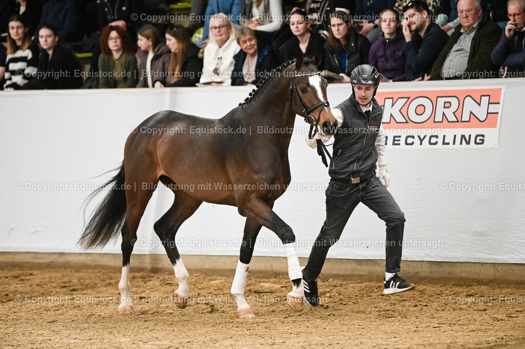 20260307_Hengstvorstellung-Marbach_0089 | equistock