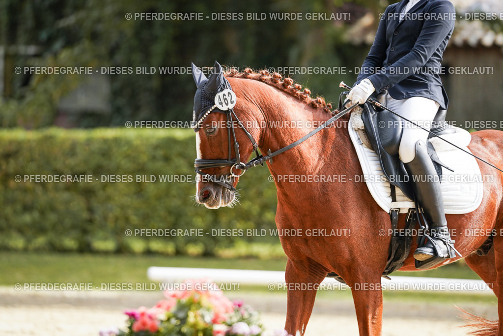 DSC04124 | Pferdegrafie