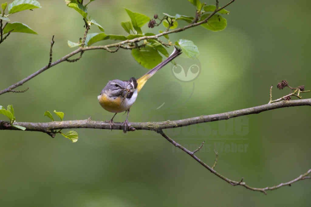 20220605091231-4 | Die Gebirgsstelze oder Bergstelze ist eine Singvogelart aus der Familie der Stelzen und Pieper. Die sehr langschwänzige, oberseits graue und unterseits intensiv gelbe Stelze besiedelt schnell fließende, meist bewaldete Gewässer und ernährt sich vorwiegend von Insekten und deren Larven. - Realisiert mit Pictrs.com