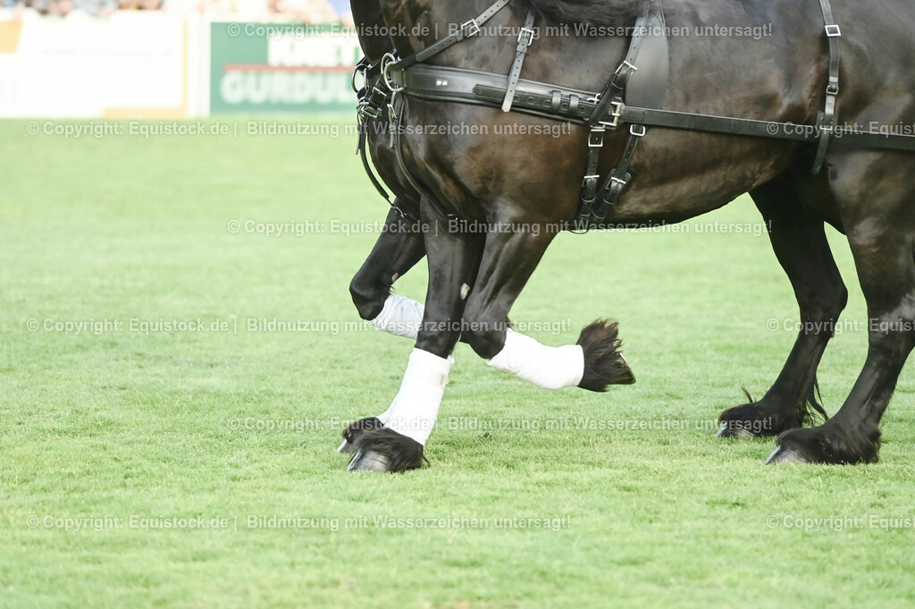 20230526_Pferdenacht_0187 | equistock