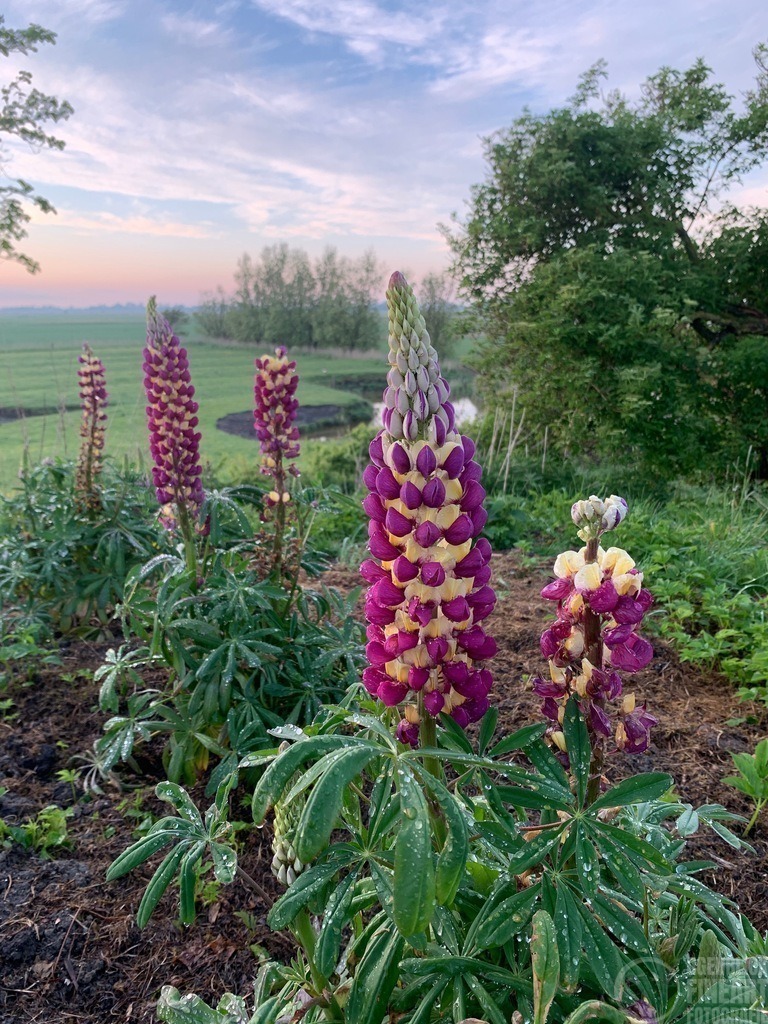 IMG_5457 | Björn Thiemann; Ogenblick.de; Fotografie; Photograph; Landscape, Pellworm, Schleswig-Holstein; Inselfotograf; Inselfotografien; Wattenmeer; National-Park; Naturschutzgebiet; Leuchtturm; Lighthouse; Leinwandbilder; Kalender; Pellworm Kalender;  - Realisiert mit Pictrs.com