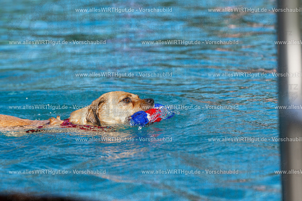 Hundeschwimmen_Volksbad_2026-allesWIRTHgut_Tierfotografie-2609061112-FAY06182 | Professionelle Tierfotografie in Mönchengladbach von Daniel Wirth (allesWIRTHgut). Liebevolle & natürliche Bilder von Hunden & Katzen für unvergessliche Erinnerungen.