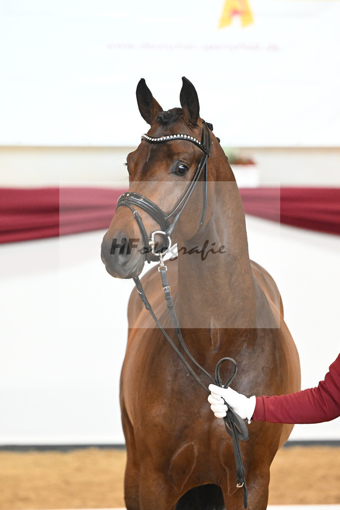 Kat-Nr. 38 v. Jovian_Limbecker_66220499 | hf-fotografie - Realisiert mit Pictrs.com