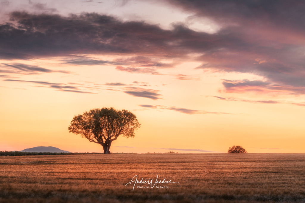 Der Baum im Kornfeld | Andre Wandrei - Nature Artworx - Realisiert mit Pictrs.com