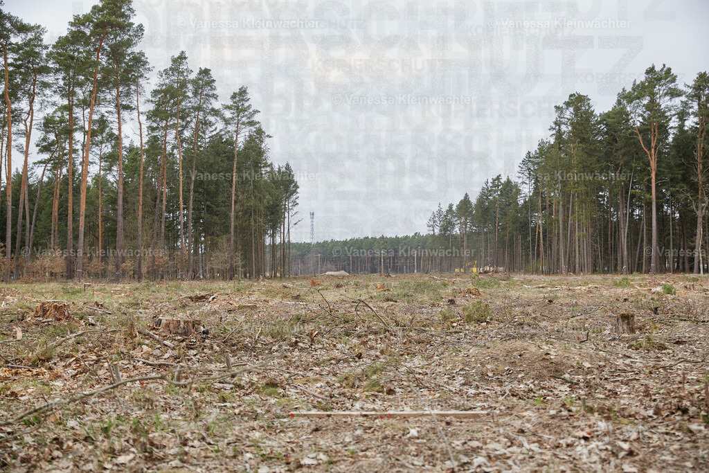 250412_TeslaWaldspaziergang_00021 | Vanessa Kleinwächter - Realisiert mit Pictrs.com