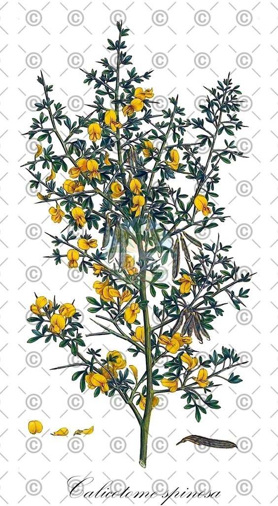 HistAbb_wfo-0000762650_1_ENZY_Simple | Historische Abbildung von Calicotome spinosa - Fabaceae | Historical Illustration of Calicotome spinosa - Fabaceae