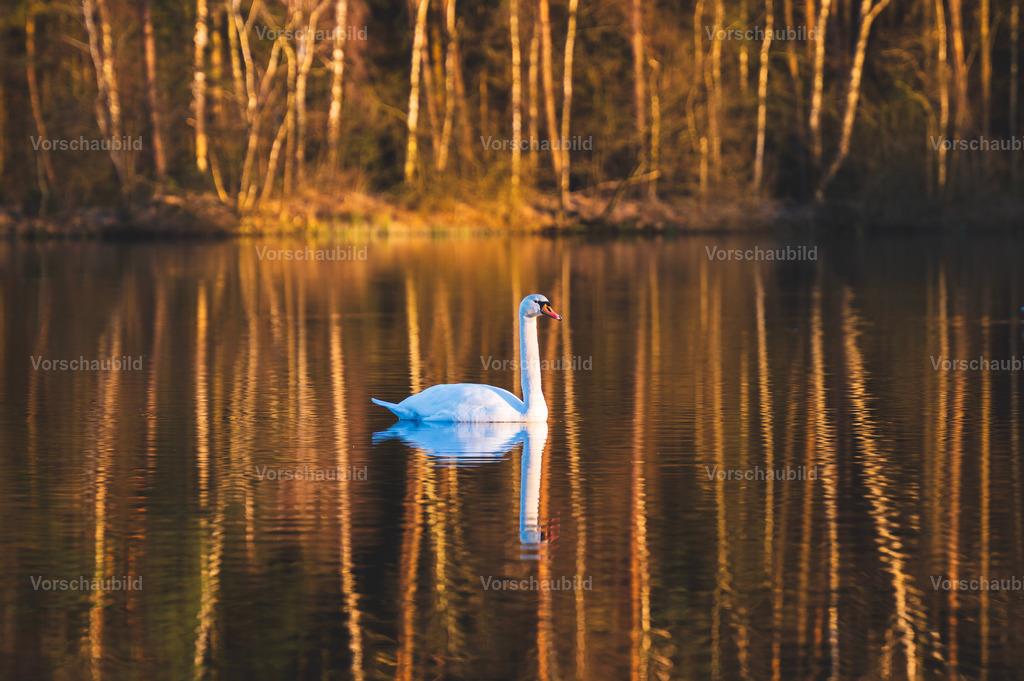 Fotoatelier Christian Hofmeister | Stadtlandschaften, sowie Makro-, Landschafts-, Natur- und Schwarzweißfotos aus der Region Celle &amp; Umgebung