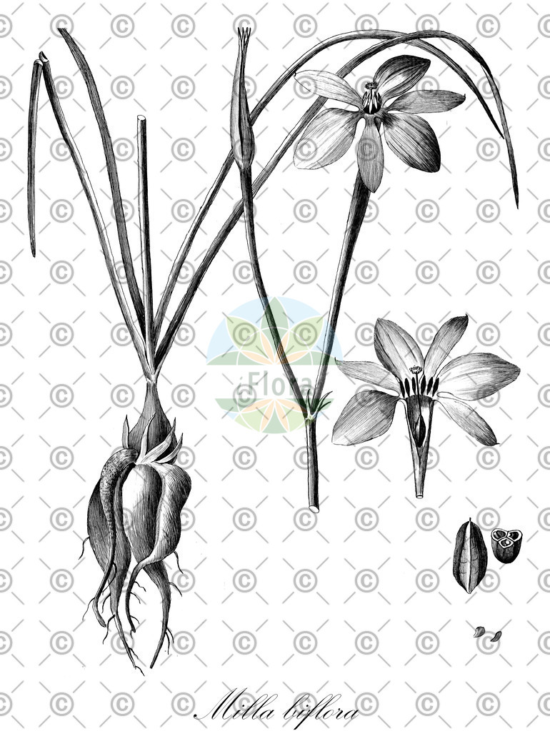 HistAbb_wfo-0000001229_1_ENZY_Simple | Historische Abbildung von Milla biflora - Asparagaceae | Historical Illustration of Milla biflora - Asparagaceae