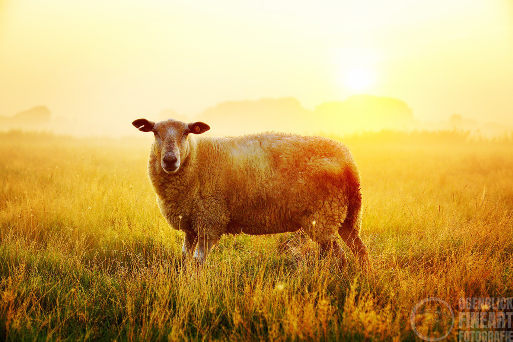 April_k | Björn Thiemann; Ogenblick.de; Fotografie; Photograph; Landscape, Pellworm, Schleswig-Holstein; Inselfotograf; Inselfotografien; Wattenmeer; National-Park; Naturschutzgebiet; Leuchtturm; Lighthouse; Leinwandbilder; Kalender; Pellworm Kalender;  - Realisiert mit Pictrs.com