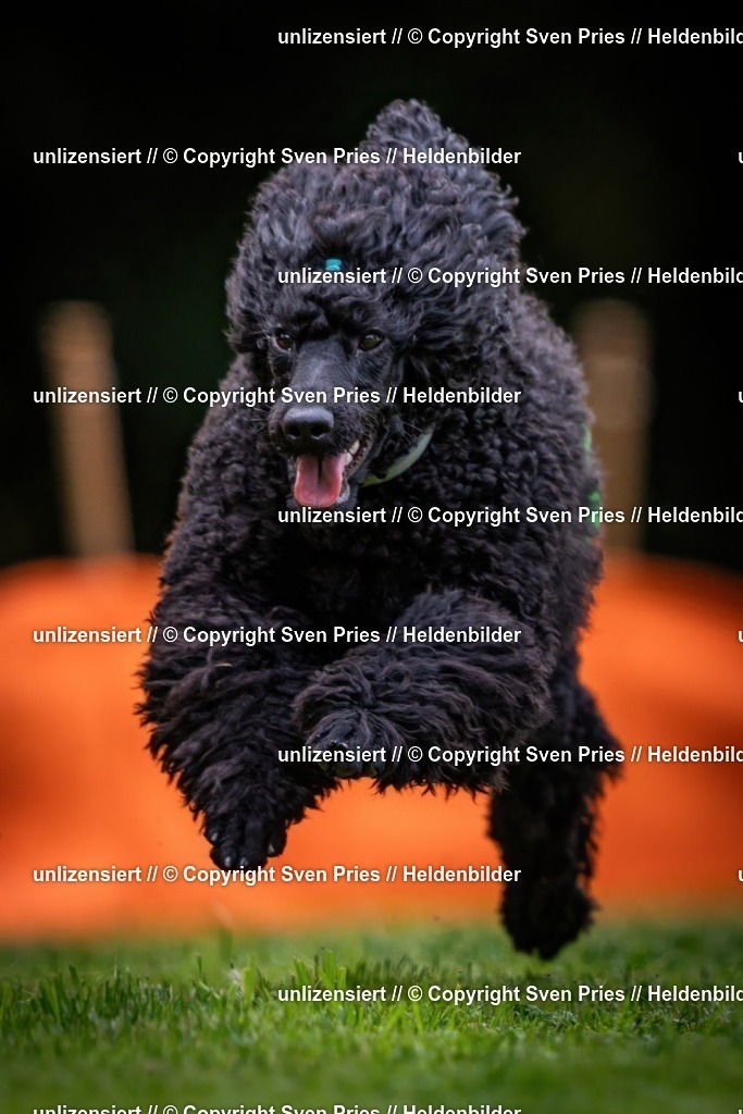 Sven Pries | 19. Allgemeines Hunderennen Karlsruhe Durlach - Realisiert mit Pictrs.com