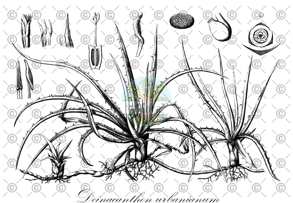 HistAbb_EMP_7000393_1_SIMPLE | Historische Abbildung von Deinacanthon urbanianum - Bromeliaceae | Historical Illustration of Deinacanthon urbanianum - Bromeliaceae