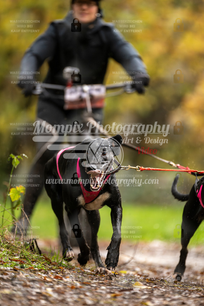 MompixPhotography_Bischwiller23_DS2-5 | mompixphotography