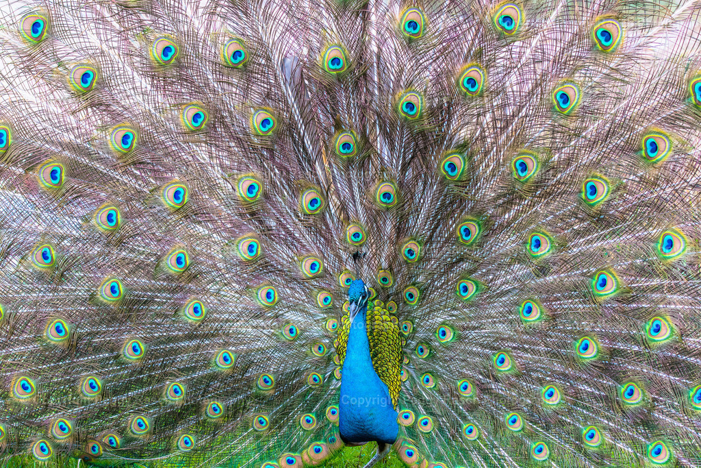 Vogelpark_Niendorf_April_2023 (8) | PeggyRaschPhotography - Realisiert mit Pictrs.com