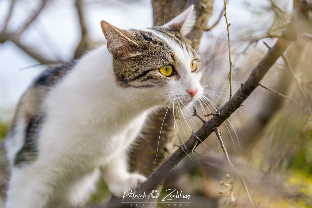 Cats-Zöchling (17) | Patrick Zöchling - Realisiert mit Pictrs.com