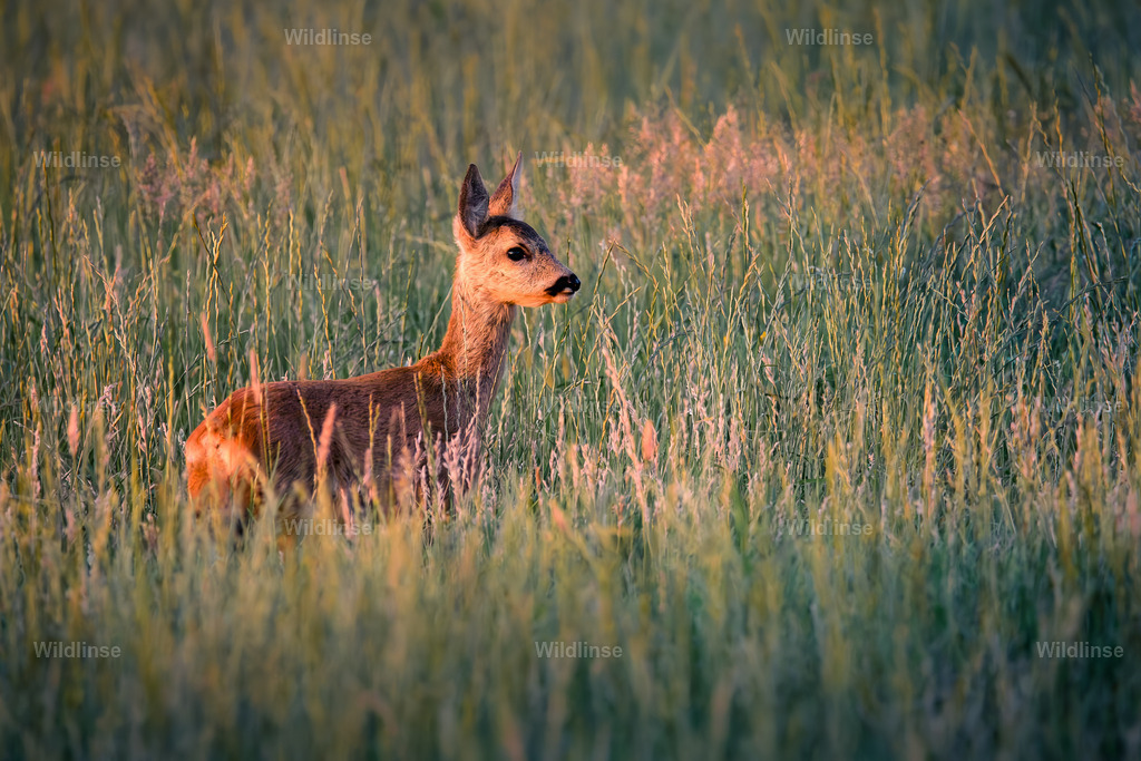 Wildlinse-230729-1 | Willkommen bei Wildlinse. Wildtierfotografien aus Schleswig-Holstein: Entdecke einzigartige Fine-Art-Prints und Poster, die Ruhe, Wildnis und die Schönheit unserer heimischen Tierwelt in dein Zuhause bringen. - Realisiert mit Pictrs.com