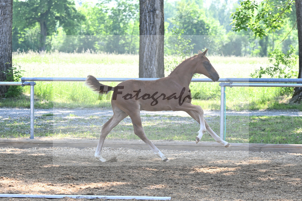 Kat-Nr. 5 HF Floricello OLD_Wiedemann_14230101 | hf-fotografie - Realisiert mit Pictrs.com
