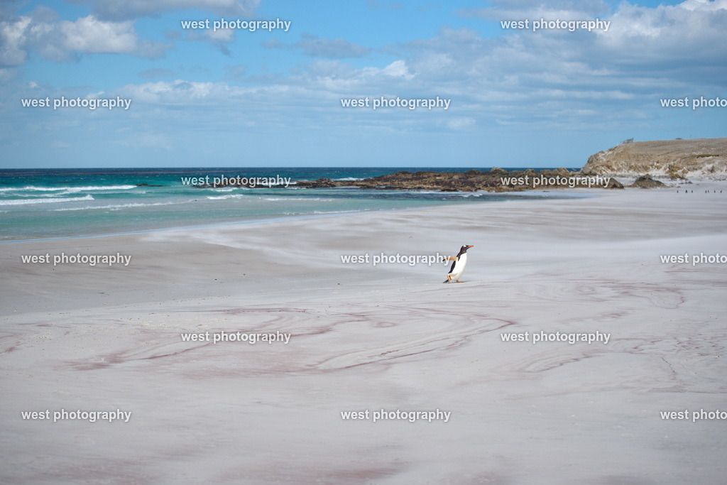Gentoo Penguin on the Beach 4 VRP - FLK 2014 | west photography - Realisiert mit Pictrs.com