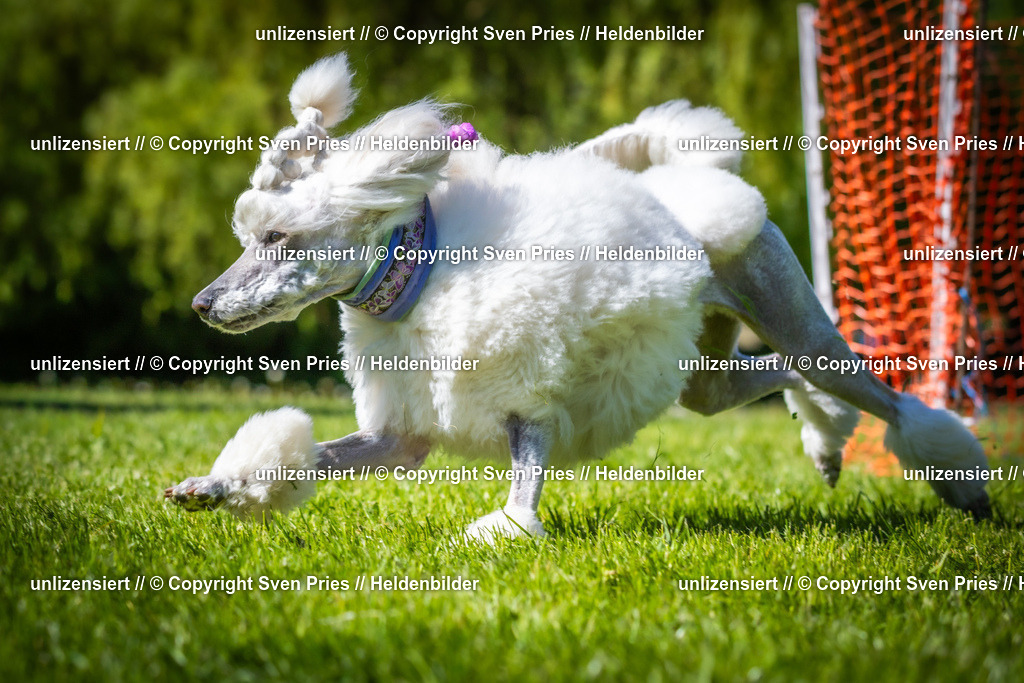 Hunderennen_April_2026_831 | 2026-04-26 - Hunderennen Baden-Oos April 2026 - Realisiert mit Pictrs.com
