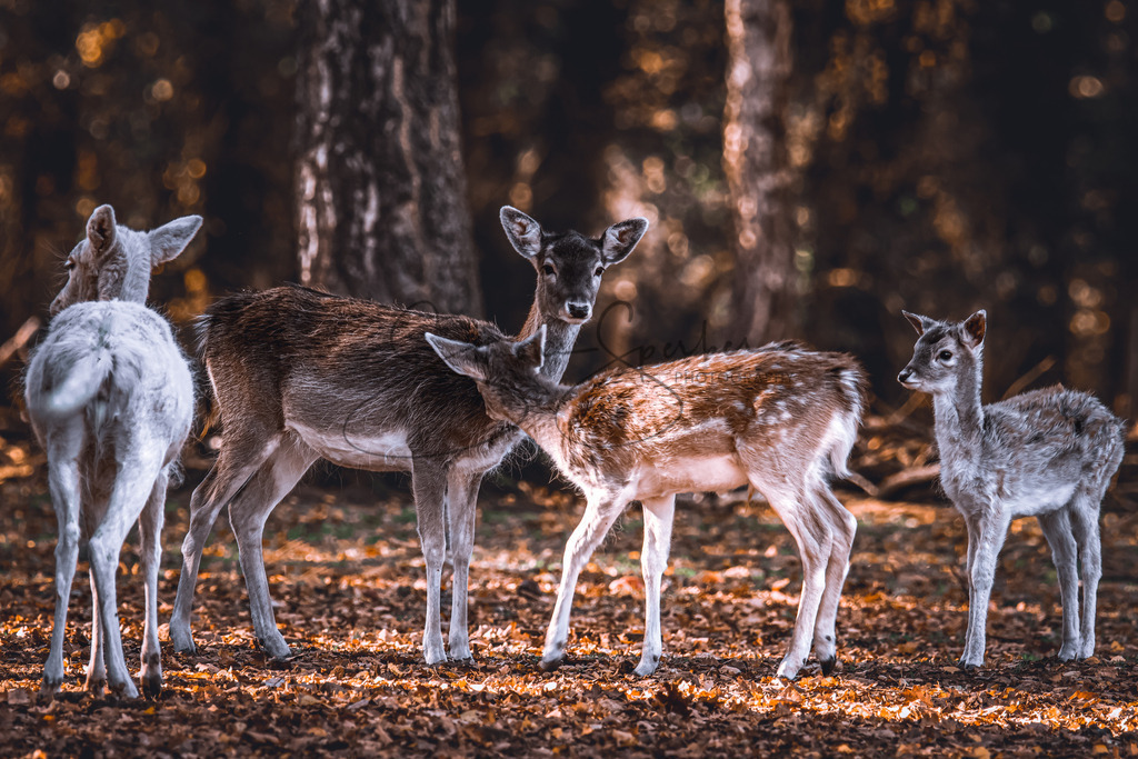 Sikawild | Simone Sperber, svb-photography,Fotografin,Bilddesignerin,Naturfotografie,Macrofotografie,Tierfotografie,Wildtierfotografie,Ausstellungen,Auftragsfotografie,Kunst,Art,Photographer,Shootings,Bildberatbeitung,Galerie,Shop