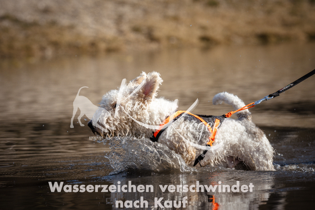 1159_ZZ97896 | kk-dogfotos