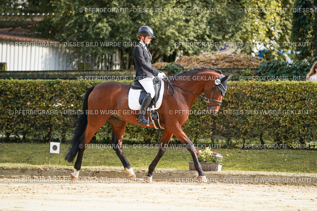 DSC05560 | Pferdegrafie