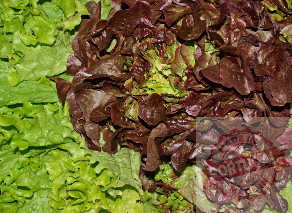 Fresh green and red coral lettuce leaves | Vibrant red and green coral lettuce offering fresh healthy food background - Realisiert mit Pictrs.com